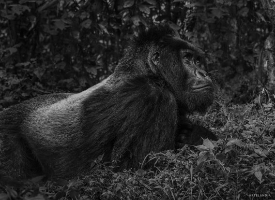 David Yarrow Fotografia Gorilas