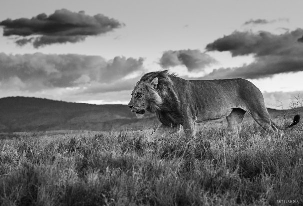 David Yarrow fotografias de leones en venta